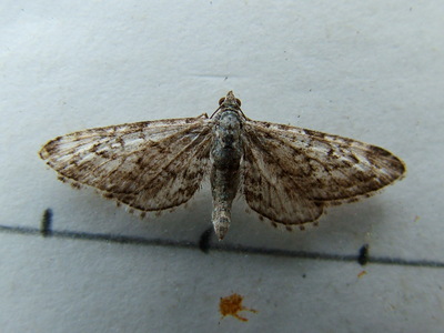 Narrow-winged Pug